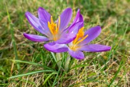Two woodland crocuses / early...