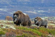 Muskox (Ovibos moschatus) cow...