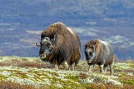 Muskox (Ovibos moschatus) cow...