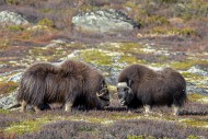 Muskox (Ovibos moschatus) bul...