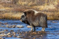 Muskox (Ovibos moschatus) fem...
