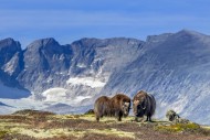 Muskox (Ovibos moschatus) bul...