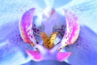 Macro photograph of an orchid...