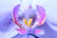 Macro photograph of an orchid...