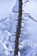 Snow-covered branch of a hawt...
