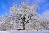 Winter heathland in the Augsb...