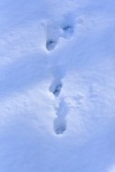 Tracks of a brown hare in dee...