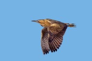 Eurasian bittern / great bitt...