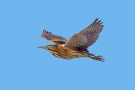 Eurasian bittern / great bitt...