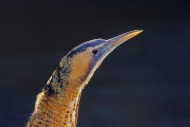 Eurasian bittern / great bitt...