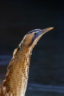 Eurasian bittern / great bitt...