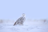 Snowy owl / polar owl / white...