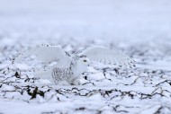 Snowy owl / polar owl / white...