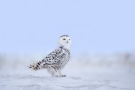 Snowy owl / polar owl / white...