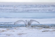 Snowy owl / polar owl / white...