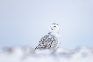 Snowy owl / polar owl / white...