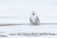 Snowy owl / polar owl / white...