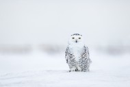 Snowy owl / polar owl / white...