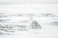 Snowy owl / white owl / polar...