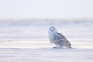 Snowy owl / polar owl / white...