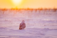 Snowy owl / polar owl / white...