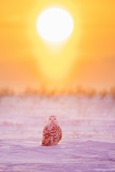 Snowy owl / polar owl / white...