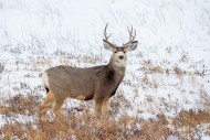 Rocky Mountain mule deer (Odo...