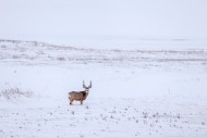 Rocky Mountain mule deer (Odo...