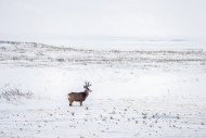 Rocky Mountain mule deer (Odo...