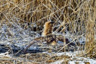 Eurasian bittern / great bitt...