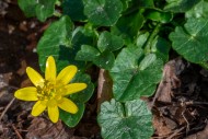 Lesser celandine / pilewort (...