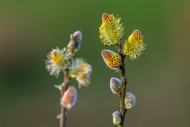 Close-up of flowering yellow ...