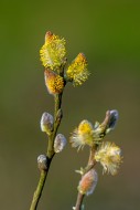 Close-up of flowering yellow ...