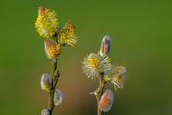 Close-up of flowering yellow ...