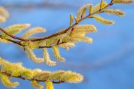 Close-up of flowering yellow ...