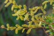 Close-up of flowering yellow ...