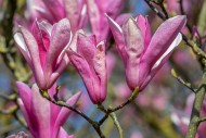 Blooming Magnolia liliiflora ...