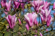 Blooming Magnolia liliiflora ...