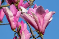 Blooming Magnolia liliiflora ...
