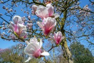 Blooming Magnolia Pickard\'s ...