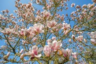 Blooming Magnolia Pickard\'s ...
