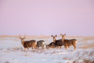 Rocky Mountain mule deer (Odo...
