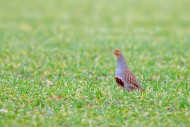 Grey partridge / English part...