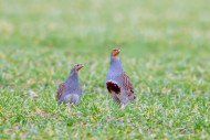 Grey partridge pair / English...