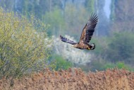 Young white-tailed eagle / Eu...