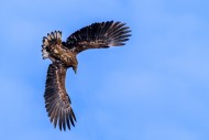 Young white-tailed eagle / Eu...