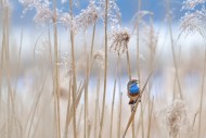 White-spotted bluethroat (Lus...