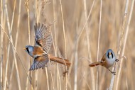 Two male bearded reedlings / ...
