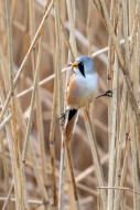 Bearded reedling / bearded ti...