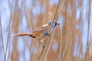 Bearded reedling / bearded ti...